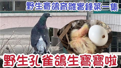 白鴿生蛋風水|【鴿子風水】鴿子築巢、飛來家中的風水徵兆，好運還是凶兆？